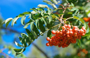 Kuru ve güneşli yaz gününde Ashberry