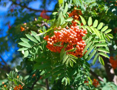 Kuru ve güneşli yaz gününde Ashberry