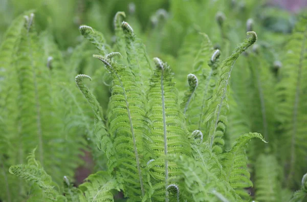 Felce Verde Giorno — Foto Stock