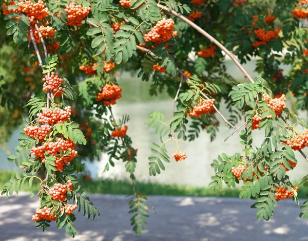 Esche Bei Trockenem Sonnigem Tag — Stockfoto