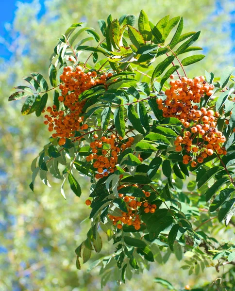 Ashberry Suchém Slunečném Letním Dni — Stock fotografie