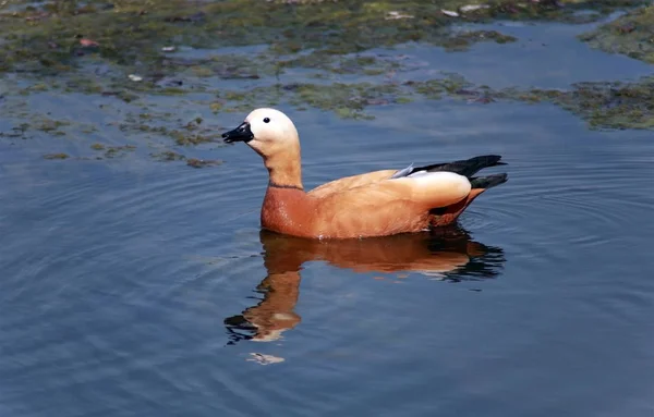 Shelduck Roody Tadorna Ferruginea Sur Eau Jour — Photo