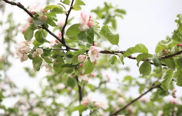 Квітка Яблука Навесні — стокове фото