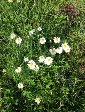 papatya kuru güneşli gün