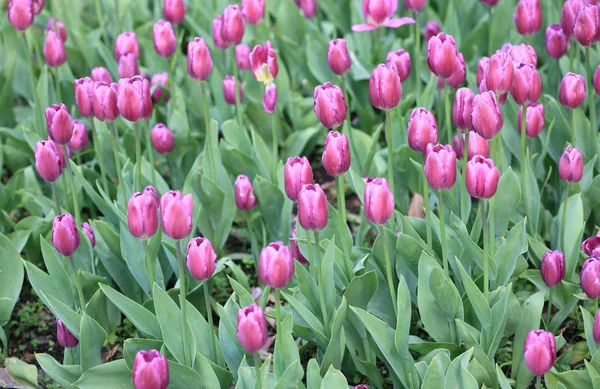 Red Tulip Spring — Stock Photo, Image