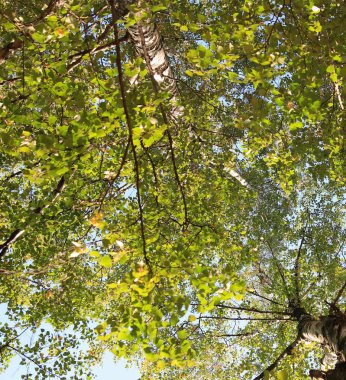 yeşil ağaçlar sonbahar, Eylül, günlük zaman yapraklar.