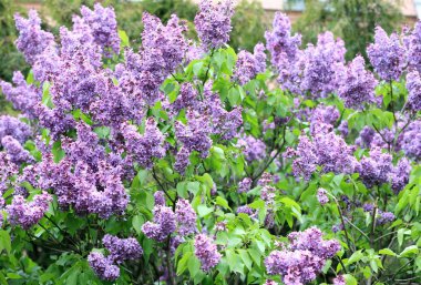 Baharda yaprak arkaplanda leylak