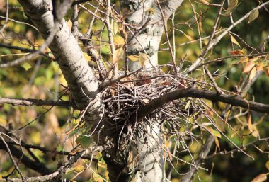 Ağaçtaki kıvrımlı yuva