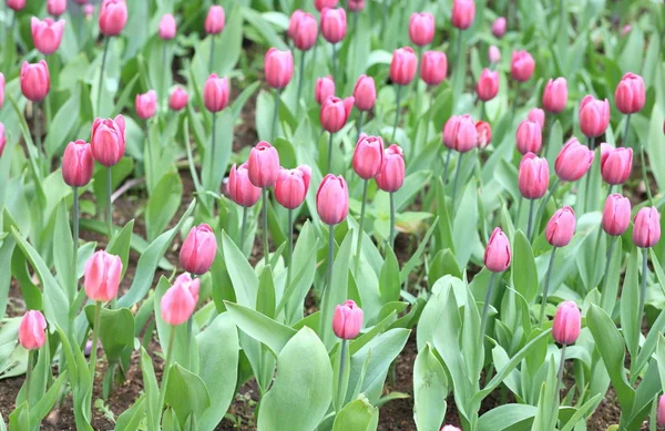 Tulipán Rojo Primavera — Foto de Stock