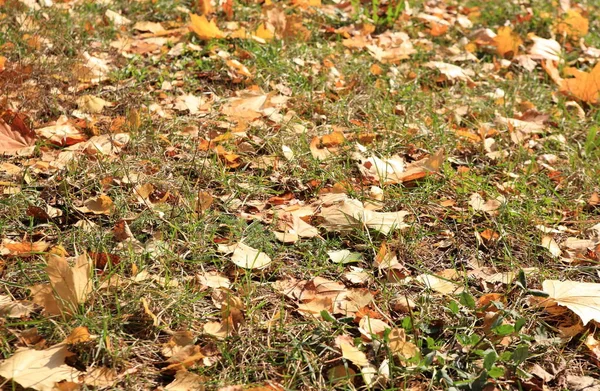 秋の黄色い楓の絨毯 — ストック写真