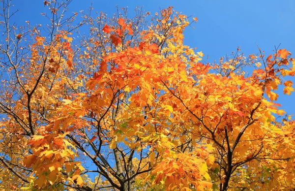 Gelbe Blätter Baum Goldfall September — Stockfoto