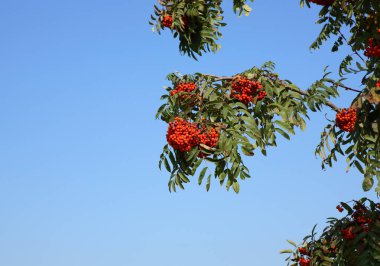gökyüzü arka planda, spetember ile Ashberry yapraklar