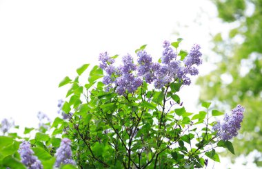 Baharda yaprak arkaplanda leylak