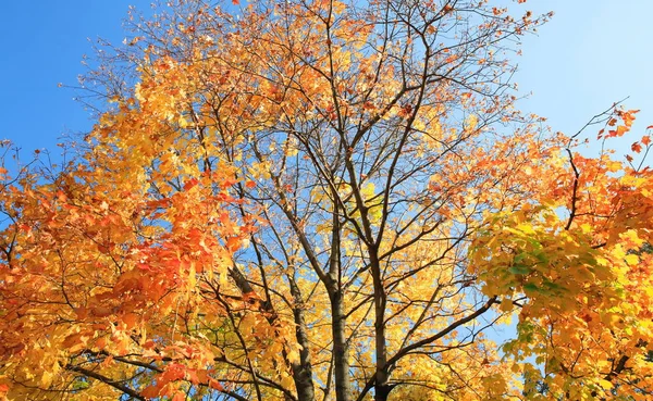 Żółte Liście Drzewie Złoty Upadek Wrzesień — Zdjęcie stockowe
