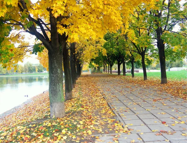 Кленової Алеї Міському Парку — стокове фото