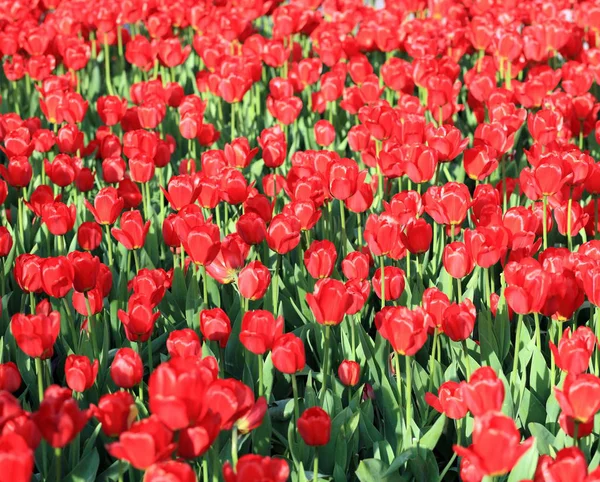 Červený Tulipán Jaře — Stock fotografie