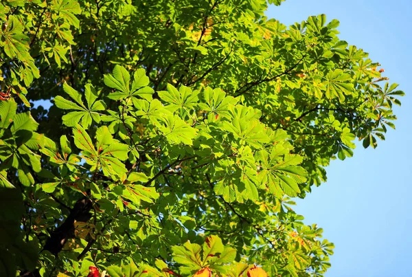 绿色在秋天枫叶在天空背景上 — 图库照片