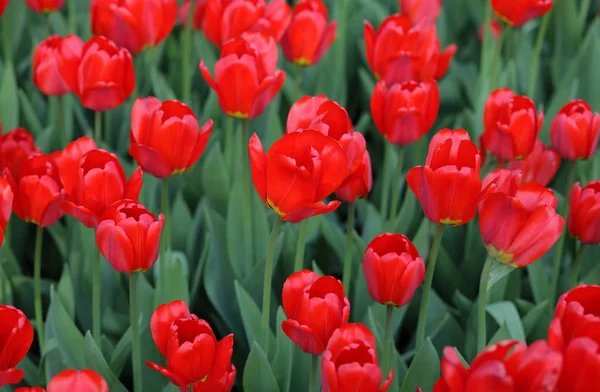 Red Tulip Spring Earth — Stock Photo, Image