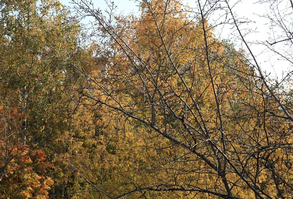 Bäume Herbsttag — Stockfoto