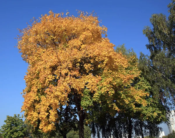 Feuilles Érable Jaunes Sur Arbre — Photo