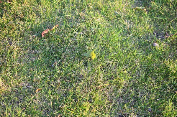 Groen Gras Voor Achtergrond Dagelijkse Tijd — Stockfoto