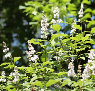 Baharda leylak kuru güneşli bir günde