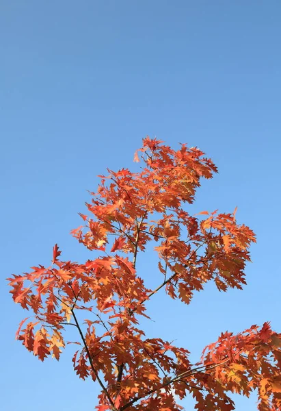 Red Oak Leafs Autumn — Stock Photo, Image