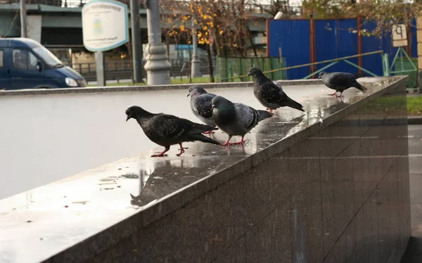 Sonbahar granit parapetin üzerinde güvercin