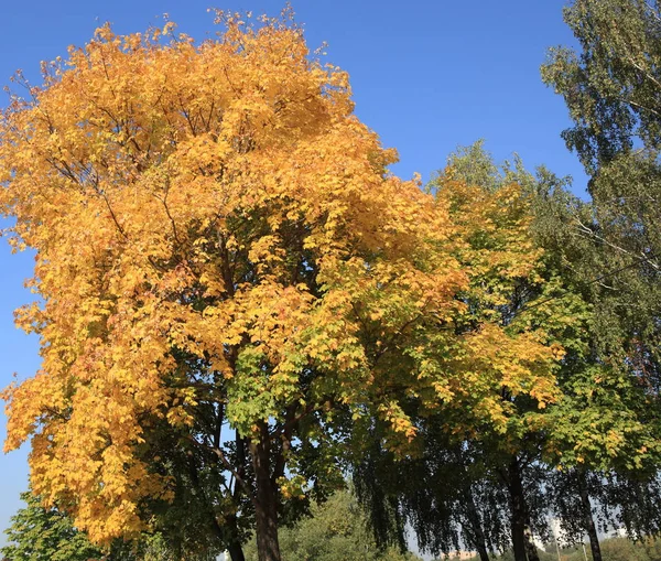 Желтые Кленовые Листья Дереве — стоковое фото