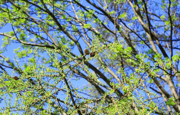 Drzewa Wiosnę Parku — Zdjęcie stockowe
