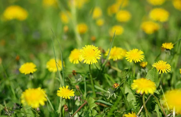 Dandelion Spring City Park — Stock Photo, Image