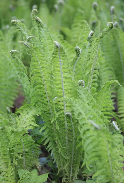 Samambaia Verde Durante Dia — Fotografia de Stock