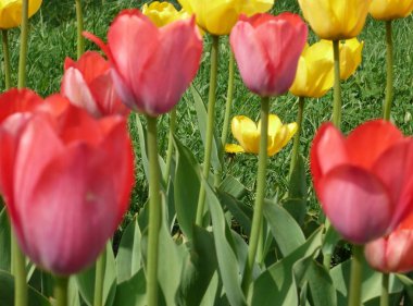 Bahar günü, kırmızı ve Sarı Lale