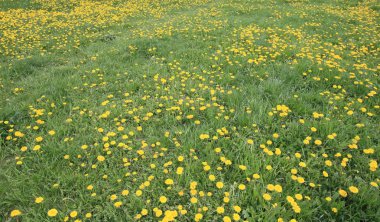 Bahar günü karahindiba