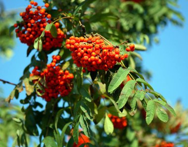 birçok ashberry gün