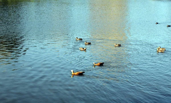 Patos na água durante o dia — Fotografia de Stock