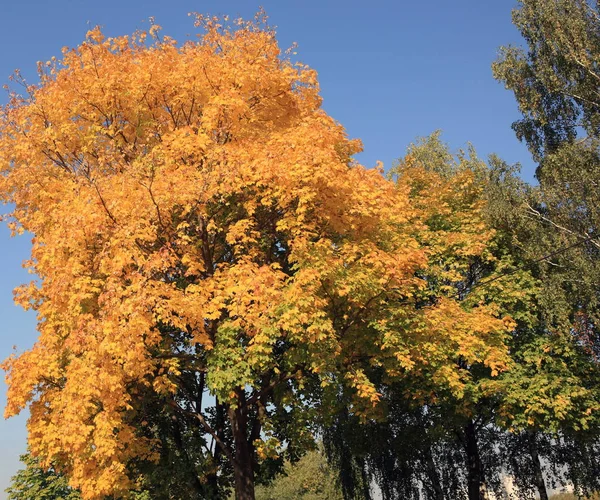 Ağaçtaki sarı akçaağaç yaprakları — Stok fotoğraf