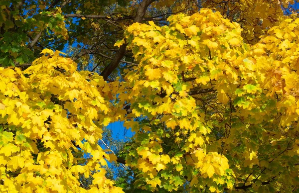 Gelbe Ahornblätter am Baum — Stockfoto