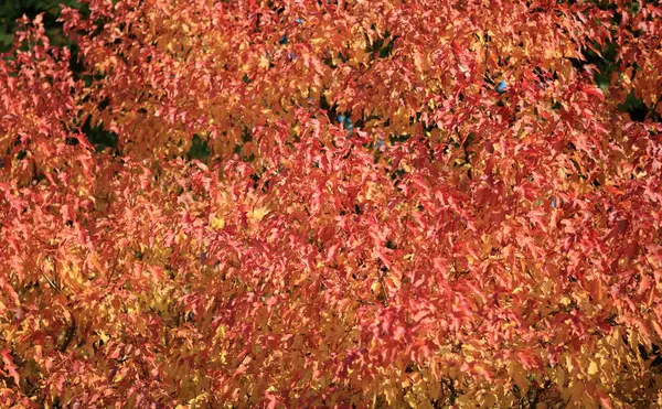 Red and yellow leafs at autumn — Stock Photo, Image