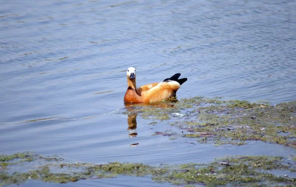 One roody shelduck on water — Stock Photo, Image