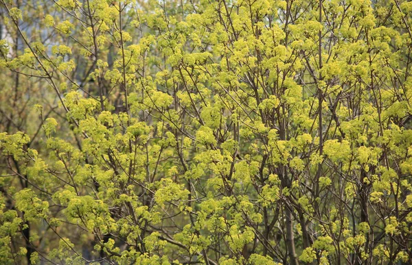Drzewo w dzień wiosny — Zdjęcie stockowe