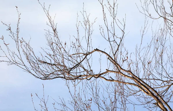 Větve Břízy Pozadí Oblohy — Stock fotografie