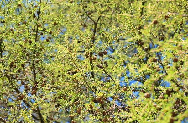 Arbre Printemps Dans Parc — Photo