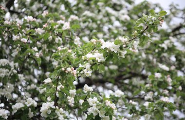 Baharda Elma Çiçeği