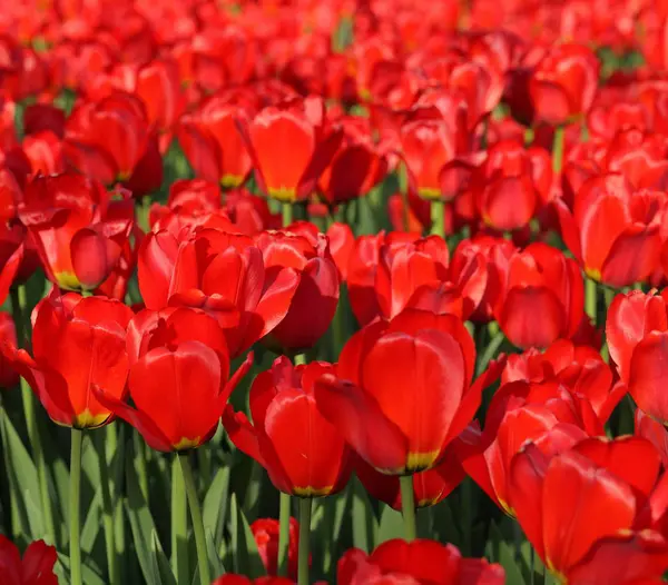 Red Tulip Spring Earth — Stock Photo, Image