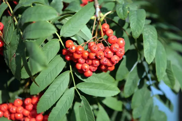 Ashberry Met Bladeren Hemelachtergrond — Stockfoto