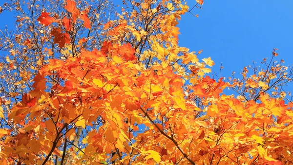 Żółte Liście Drzewie Złoty Upadek Wrzesień — Zdjęcie stockowe