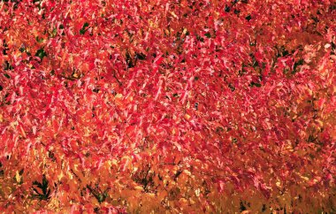 Kırmızı ve sarı yapraklar için arka plan, sonbahar