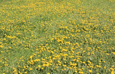 Bahar günü karahindiba