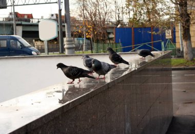 Sonbahar granit parapetin üzerinde güvercin